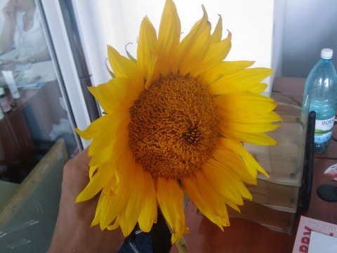 floarea soarelui de aseara